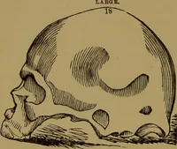 An illustration from Fowler's New illustrated self-instructor in phrenology and physiology : with over one hundred engravings, together with the chart and character of ... as marked by ... / by Lorenzo N. Fowler. (1895)