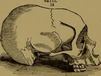 An illustration from Fowler's New illustrated self-instructor in phrenology and physiology : with over one hundred engravings, together with the chart and character of ... as marked by ... / by Lorenzo N. Fowler. (1895)