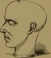 An illustration from Fowler's New illustrated self-instructor in phrenology and physiology : with over one hundred engravings, together with the chart and character of ... as marked by ... / by Lorenzo N. Fowler. (1895)