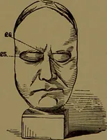 An illustration from Fowler's New illustrated self-instructor in phrenology and physiology : with over one hundred engravings, together with the chart and character of ... as marked by ... / by Lorenzo N. Fowler. (1895)