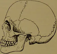 An illustration from Fowler's New illustrated self-instructor in phrenology and physiology : with over one hundred engravings, together with the chart and character of ... as marked by ... / by Lorenzo N. Fowler. (1895)
