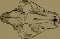 An illustration from Fowler's New illustrated self-instructor in phrenology and physiology : with over one hundred engravings, together with the chart and character of ... as marked by ... / by Lorenzo N. Fowler. (1895)