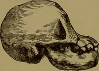 An illustration from Fowler's New illustrated self-instructor in phrenology and physiology : with over one hundred engravings, together with the chart and character of ... as marked by ... / by Lorenzo N. Fowler. (1895)