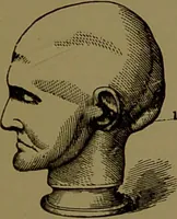 An illustration from Fowler's New illustrated self-instructor in phrenology and physiology : with over one hundred engravings, together with the chart and character of ... as marked by ... / by Lorenzo N. Fowler. (1895)
