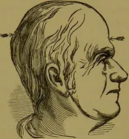 An illustration from A new illustrated hand-book of phrenology, physiology and physiognomy / by R.B.D. Wells. (1870)
