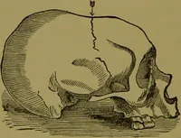 An illustration from A new illustrated hand-book of phrenology, physiology and physiognomy / by R.B.D. Wells. (1870)