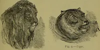 An illustration from A new illustrated hand-book of phrenology, physiology and physiognomy / by R.B.D. Wells. (1870)