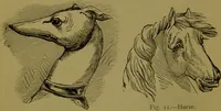 Picture 9 of 130 from A new illustrated hand-book of phrenology, physiology and physiognomy / by R.B.D. Wells. (1870), leaf 46