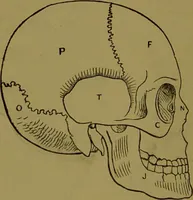 An illustration from A new illustrated hand-book of phrenology, physiology and physiognomy / by R.B.D. Wells. (1870)