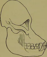 An illustration from A new illustrated hand-book of phrenology, physiology and physiognomy / by R.B.D. Wells. (1870)