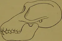 An illustration from A new illustrated hand-book of phrenology, physiology and physiognomy / by R.B.D. Wells. (1870)