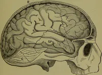 An illustration from A new illustrated hand-book of phrenology, physiology and physiognomy / by R.B.D. Wells. (1870)
