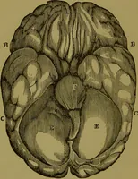 An illustration from A new illustrated hand-book of phrenology, physiology and physiognomy / by R.B.D. Wells. (1870)