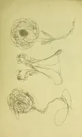 An illustration from Mary Jane : or, spiritualism chemically explained, with spirit drawings / also essays by, and ideas (perhaps erroneous) of "a child at school." (1863)