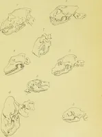 Picture 33 of 74 from Essays on physiognomy / translated from the German of John Caspar Lavater, by Thomas Holcroft. Also one hundred physiognomical rules, taken from a posthumous work of J. C. Lavater ; and a memoir of the author. (1880), leaf 403
