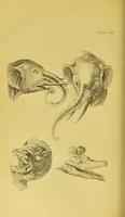 Picture 36 of 74 from Essays on physiognomy / translated from the German of John Caspar Lavater, by Thomas Holcroft. Also one hundred physiognomical rules, taken from a posthumous work of J. C. Lavater ; and a memoir of the author. (1880), leaf 416