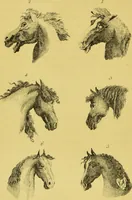 Picture 37 of 74 from Essays on physiognomy / translated from the German of John Caspar Lavater, by Thomas Holcroft. Also one hundred physiognomical rules, taken from a posthumous work of J. C. Lavater ; and a memoir of the author. (1880), leaf 422