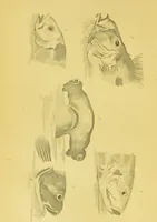 Picture 38 of 74 from Essays on physiognomy / translated from the German of John Caspar Lavater, by Thomas Holcroft. Also one hundred physiognomical rules, taken from a posthumous work of J. C. Lavater ; and a memoir of the author. (1880), leaf 430