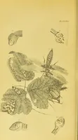 Picture 39 of 74 from Essays on physiognomy / translated from the German of John Caspar Lavater, by Thomas Holcroft. Also one hundred physiognomical rules, taken from a posthumous work of J. C. Lavater ; and a memoir of the author. (1880), leaf 432