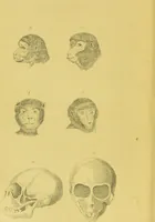 Picture 40 of 74 from Essays on physiognomy / translated from the German of John Caspar Lavater, by Thomas Holcroft. Also one hundred physiognomical rules, taken from a posthumous work of J. C. Lavater ; and a memoir of the author. (1880), leaf 438
