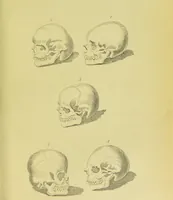 Picture 43 of 74 from Essays on physiognomy / translated from the German of John Caspar Lavater, by Thomas Holcroft. Also one hundred physiognomical rules, taken from a posthumous work of J. C. Lavater ; and a memoir of the author. (1880), leaf 459