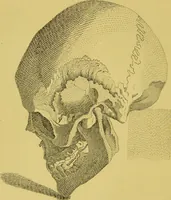 Picture 46 of 74 from Essays on physiognomy / translated from the German of John Caspar Lavater, by Thomas Holcroft. Also one hundred physiognomical rules, taken from a posthumous work of J. C. Lavater ; and a memoir of the author. (1880), leaf 470
