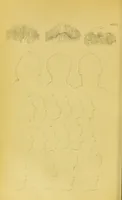 Picture 49 of 74 from Essays on physiognomy / translated from the German of John Caspar Lavater, by Thomas Holcroft. Also one hundred physiognomical rules, taken from a posthumous work of J. C. Lavater ; and a memoir of the author. (1880), leaf 480