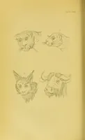 Picture 67 of 74 from Essays on physiognomy / translated from the German of John Caspar Lavater, by Thomas Holcroft. Also one hundred physiognomical rules, taken from a posthumous work of J. C. Lavater ; and a memoir of the author. (1880), leaf 716