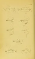 Picture 73 of 74 from Essays on physiognomy / translated from the German of John Caspar Lavater, by Thomas Holcroft. Also one hundred physiognomical rules, taken from a posthumous work of J. C. Lavater ; and a memoir of the author. (1880), leaf 740
