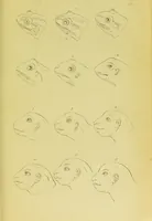 Picture 74 of 74 from Essays on physiognomy / translated from the German of John Caspar Lavater, by Thomas Holcroft. Also one hundred physiognomical rules, taken from a posthumous work of J. C. Lavater ; and a memoir of the author. (1880), leaf 781