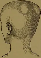 An illustration from The self-instructor in phrenology and physiology : with over one hundred new illustrations, including a chart for the use of practical phrenologists / by O.S. and L.N. Fowler. Rev. by Nelson Sizer. (1889)