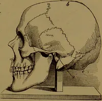 An illustration from The self-instructor in phrenology and physiology : with over one hundred new illustrations, including a chart for the use of practical phrenologists / by O.S. and L.N. Fowler. Rev. by Nelson Sizer. (1889)