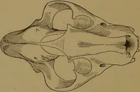An illustration from The self-instructor in phrenology and physiology : with over one hundred new illustrations, including a chart for the use of practical phrenologists / by O.S. and L.N. Fowler. Rev. by Nelson Sizer. (1889)