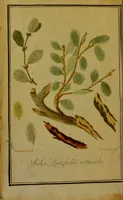 An illustration from Experiments and observations on the cortex salicis latifoliae, or broad-leafed willow bark; illustrated by a coloured plate. Interspersed with general observations and remarks on the different species of the cinchona, &c. General history and progressive introduction of the salix latifolia; with a variety of experiments, tending to elucidate its properties. Illustrated by cases demonstrating its superior efficacy above the cinchonae in various diseases, more particularly that branch of the healing art termed medical surgery / by G. Wilkinson. (1803)