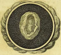 Picture 8 of 28 from A key to physic, and the occult sciences : opening to mental view, the system and order of the interior and exterior heavens; the analogy betwixt angels, and spirits of men; and the sympathy between celestial and terrestrial bodies, from whence is deduced an obvious discrimination of future events, in the motions and position of the luminaries, planets, and stars; the universal spirit and economy of nature, in the production of all things; the principles of etherial, and atmospherical influx, in constituting the proper recipient of life; the active and passive tinctures requisite in the generation of men and brutes; and the foundation and necessity of that invisible agitation of matter, which stimulates and impels every living creature in the act of begetting its like; the properties of vegetable, mineral and animal magnetism: the fundamental causes and qualities, visible or occult, of all diseases, both of mind and body, and the simple modes prescribed by nature for their prevention and cure : to which are added, lunar tables, calculated from sidereal motion; exhibiting upon the most simple, yet unerring construction, the actual moment of the crisis of every disease, and the consequent termination thereof, whether for life or death: the whole forming an interesting supplement to Culpeper's family physician, and display of the occult sciences ; published for the good of all / by E. Sibly. (1821), leaf 337