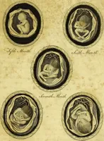 Picture 9 of 28 from A key to physic, and the occult sciences : opening to mental view, the system and order of the interior and exterior heavens; the analogy betwixt angels, and spirits of men; and the sympathy between celestial and terrestrial bodies, from whence is deduced an obvious discrimination of future events, in the motions and position of the luminaries, planets, and stars; the universal spirit and economy of nature, in the production of all things; the principles of etherial, and atmospherical influx, in constituting the proper recipient of life; the active and passive tinctures requisite in the generation of men and brutes; and the foundation and necessity of that invisible agitation of matter, which stimulates and impels every living creature in the act of begetting its like; the properties of vegetable, mineral and animal magnetism: the fundamental causes and qualities, visible or occult, of all diseases, both of mind and body, and the simple modes prescribed by nature for their prevention and cure : to which are added, lunar tables, calculated from sidereal motion; exhibiting upon the most simple, yet unerring construction, the actual moment of the crisis of every disease, and the consequent termination thereof, whether for life or death: the whole forming an interesting supplement to Culpeper's family physician, and display of the occult sciences ; published for the good of all / by E. Sibly. (1821), leaf 341
