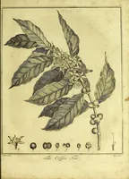 Picture 19 of 28 from A key to physic, and the occult sciences : opening to mental view, the system and order of the interior and exterior heavens; the analogy betwixt angels, and spirits of men; and the sympathy between celestial and terrestrial bodies, from whence is deduced an obvious discrimination of future events, in the motions and position of the luminaries, planets, and stars; the universal spirit and economy of nature, in the production of all things; the principles of etherial, and atmospherical influx, in constituting the proper recipient of life; the active and passive tinctures requisite in the generation of men and brutes; and the foundation and necessity of that invisible agitation of matter, which stimulates and impels every living creature in the act of begetting its like; the properties of vegetable, mineral and animal magnetism: the fundamental causes and qualities, visible or occult, of all diseases, both of mind and body, and the simple modes prescribed by nature for their prevention and cure : to which are added, lunar tables, calculated from sidereal motion; exhibiting upon the most simple, yet unerring construction, the actual moment of the crisis of every disease, and the consequent termination thereof, whether for life or death: the whole forming an interesting supplement to Culpeper's family physician, and display of the occult sciences ; published for the good of all / by E. Sibly. (1821), leaf 447