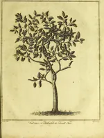 An illustration from A key to physic, and the occult sciences : opening to mental view, the system and order of the interior and exterior heavens; the analogy betwixt angels, and spirits of men; and the sympathy between celestial and terrestrial bodies, from whence is deduced an obvious discrimination of future events, in the motions and position of the luminaries, planets, and stars; the universal spirit and economy of nature, in the production of all things; the principles of etherial, and atmospherical influx, in constituting the proper recipient of life; the active and passive tinctures requisite in the generation of men and brutes; and the foundation and necessity of that invisible agitation of matter, which stimulates and impels every living creature in the act of begetting its like; the properties of vegetable, mineral and animal magnetism: the fundamental causes and qualities, visible or occult, of all diseases, both of mind and body, and the simple modes prescribed by nature for their prevention and cure : to which are added, lunar tables, calculated from sidereal motion; exhibiting upon the most simple, yet unerring construction, the actual moment of the crisis of every disease, and the consequent termination thereof, whether for life or death: the whole forming an interesting supplement to Culpeper's family physician, and display of the occult sciences ; published for the good of all / by E. Sibly. (1821)
