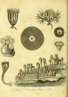 An illustration from A key to physic, and the occult sciences : opening to mental view, the system and order of the interior and exterior heavens; the analogy betwixt angels, and spirits of men; and the sympathy between celestial and terrestrial bodies, from whence is deduced an obvious discrimination of future events, in the motions and position of the luminaries, planets, and stars; the universal spirit and economy of nature, in the production of all things; the principles of etherial, and atmospherical influx, in constituting the proper recipient of life; the active and passive tinctures requisite in the generation of men and brutes; and the foundation and necessity of that invisible agitation of matter, which stimulates and impels every living creature in the act of begetting its like; the properties of vegetable, mineral and animal magnetism: the fundamental causes and qualities, visible or occult, of all diseases, both of mind and body, and the simple modes prescribed by nature for their prevention and cure : to which are added, lunar tables, calculated from sidereal motion; exhibiting upon the most simple, yet unerring construction, the actual moment of the crisis of every disease, and the consequent termination thereof, whether for life or death: the whole forming an interesting supplement to Culpeper's family physician, and display of the occult sciences ; published for the good of all / by E. Sibly. (1821)