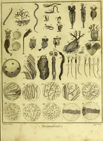 An illustration from A key to physic, and the occult sciences : opening to mental view, the system and order of the interior and exterior heavens; the analogy betwixt angels, and spirits of men; and the sympathy between celestial and terrestrial bodies, from whence is deduced an obvious discrimination of future events, in the motions and position of the luminaries, planets, and stars; the universal spirit and economy of nature, in the production of all things; the principles of etherial, and atmospherical influx, in constituting the proper recipient of life; the active and passive tinctures requisite in the generation of men and brutes; and the foundation and necessity of that invisible agitation of matter, which stimulates and impels every living creature in the act of begetting its like; the properties of vegetable, mineral and animal magnetism: the fundamental causes and qualities, visible or occult, of all diseases, both of mind and body, and the simple modes prescribed by nature for their prevention and cure : to which are added, lunar tables, calculated from sidereal motion; exhibiting upon the most simple, yet unerring construction, the actual moment of the crisis of every disease, and the consequent termination thereof, whether for life or death: the whole forming an interesting supplement to Culpeper's family physician, and display of the occult sciences ; published for the good of all / by E. Sibly. (1821)
