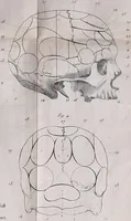 An illustration from Traité sur la nouvelle physiologie du cerveau, ou, Exposition de la doctrine de Gall sur la structure et les fonctions de cet organe : ouvrage accompagné de beaucoup de notes sur différens points de cette doctrine, et orné de planches / par J. B. Nacquart. (1808)