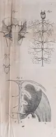 An illustration from Traité sur la nouvelle physiologie du cerveau, ou, Exposition de la doctrine de Gall sur la structure et les fonctions de cet organe : ouvrage accompagné de beaucoup de notes sur différens points de cette doctrine, et orné de planches / par J. B. Nacquart. (1808)