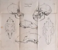 An illustration from Traité sur la nouvelle physiologie du cerveau, ou, Exposition de la doctrine de Gall sur la structure et les fonctions de cet organe : ouvrage accompagné de beaucoup de notes sur différens points de cette doctrine, et orné de planches / par J. B. Nacquart. (1808)