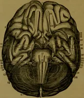 Picture 8 of 60 from Phrenology made practical and popularly explained / by Frederick Bridges. (1861), leaf 48