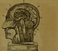 An illustration from Phrenology made practical and popularly explained / by Frederick Bridges. (1861)