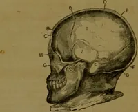 An illustration from Phrenology made practical and popularly explained / by Frederick Bridges. (1861)