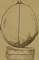 An illustration from Phrenology made practical and popularly explained / by Frederick Bridges. (1861)
