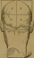 An illustration from Phrenology made practical and popularly explained / by Frederick Bridges. (1861)