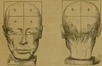 An illustration from Phrenology made practical and popularly explained / by Frederick Bridges. (1861)