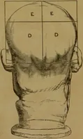 Picture 30 of 60 from Phrenology made practical and popularly explained / by Frederick Bridges. (1861), leaf 77